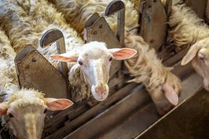 Sheep on Tuscan farm